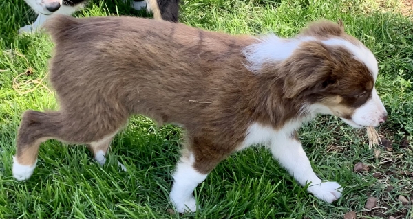 11 weeks old