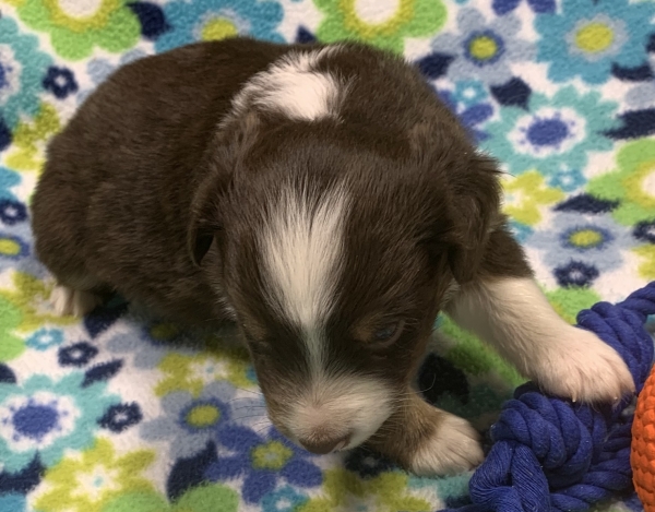 4 weeks old