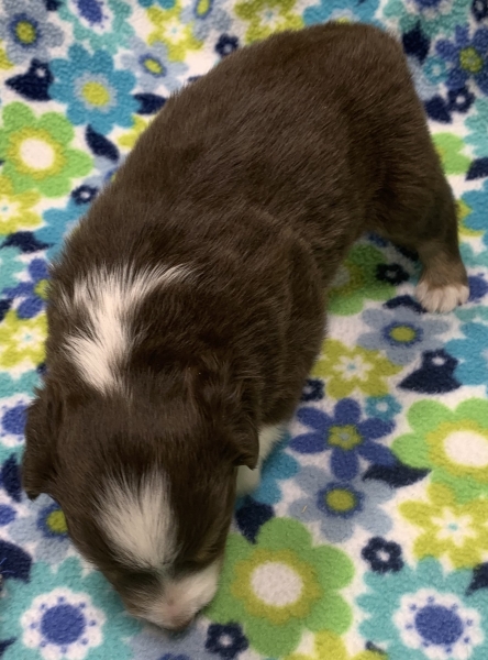 4 weeks old