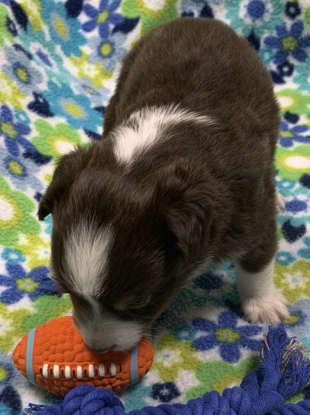 4 weeks old