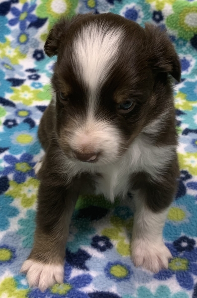 4 weeks old