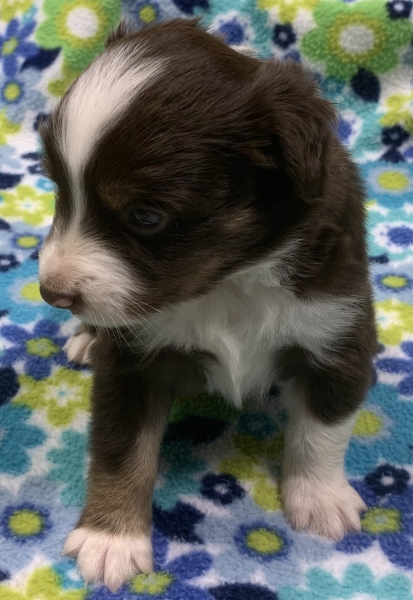 4 weeks old