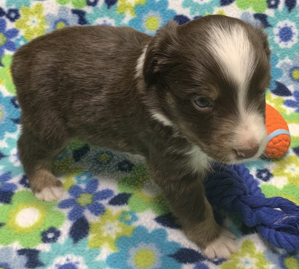 4 weeks old