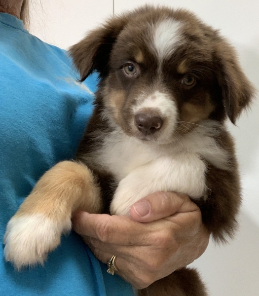 8 weeks old