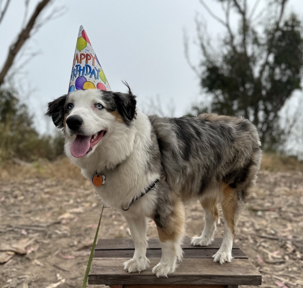 2 years old!