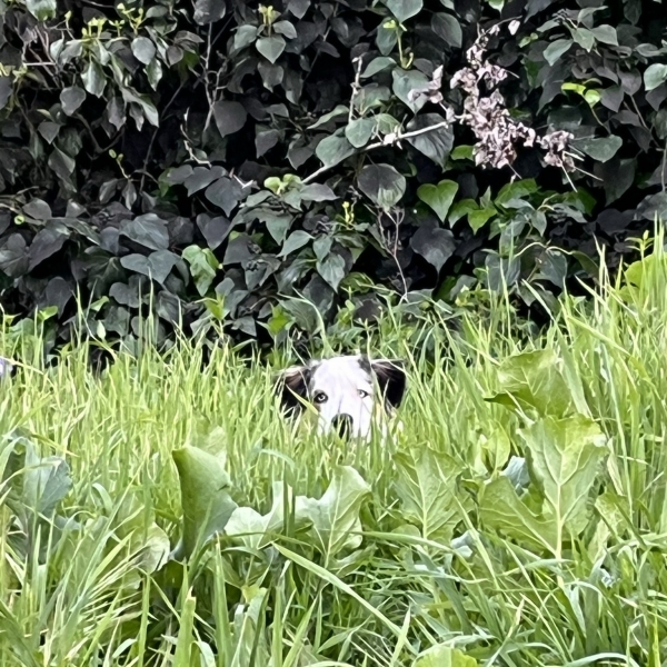 Pepper