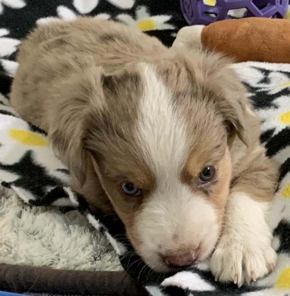 5+ weeks old