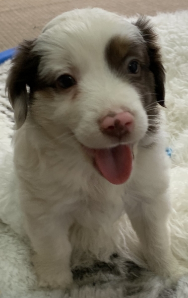 5+ weeks old
