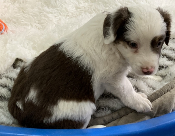 5+ weeks old