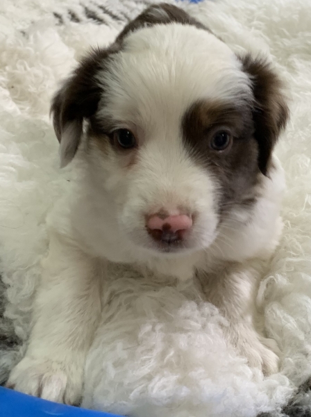 5+ weeks old