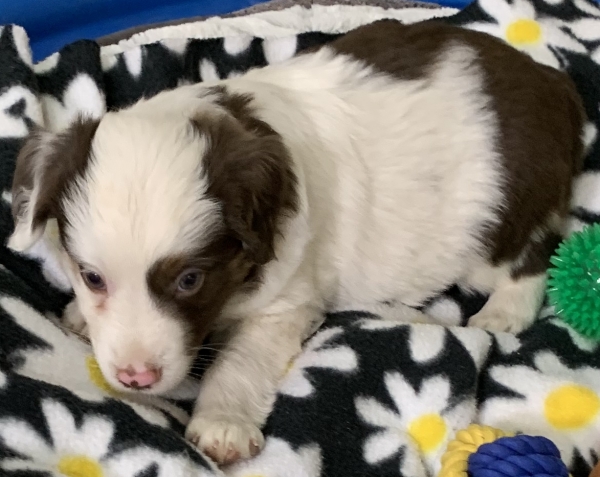 5+ weeks old