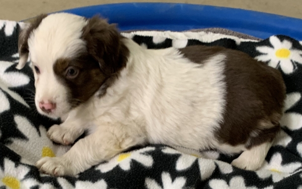 5+ weeks old