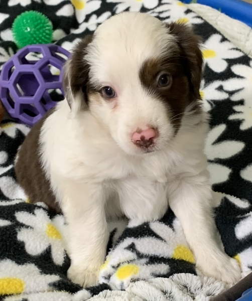 5+ weeks old
