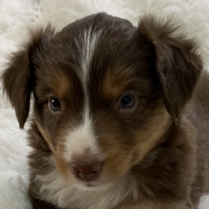 Teddy