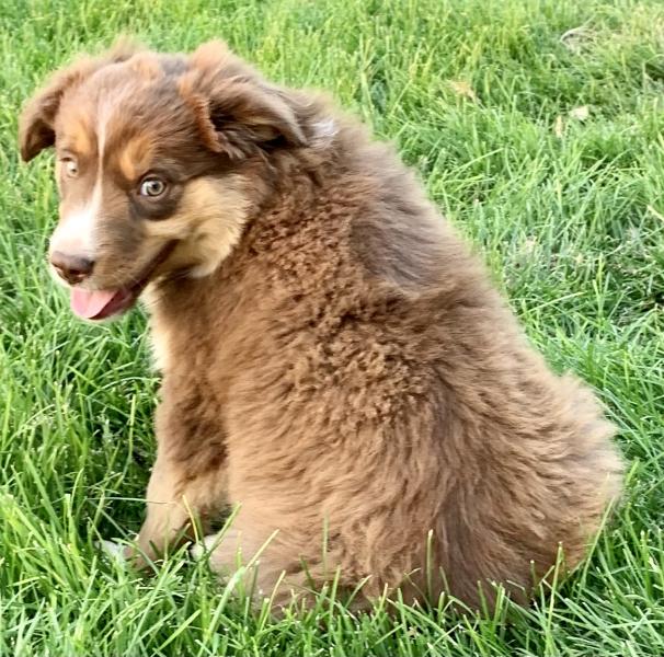 10 weeks old