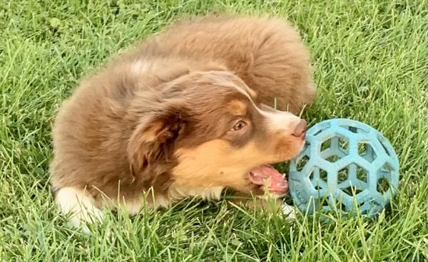 10 weeks old