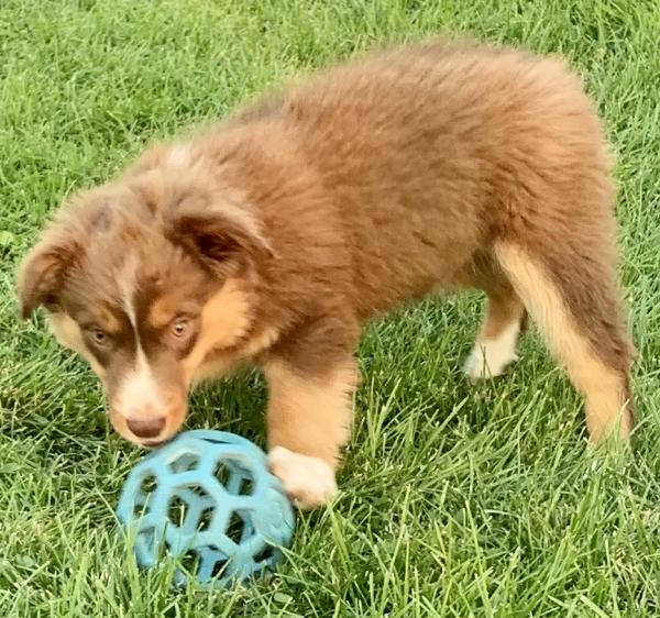 10 weeks old