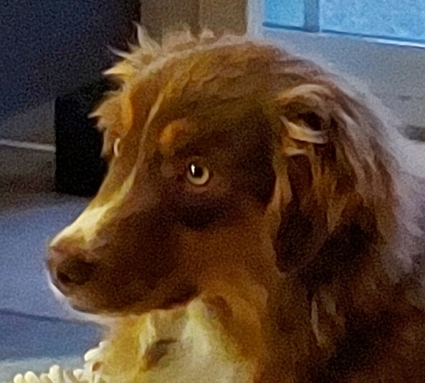 Teddy