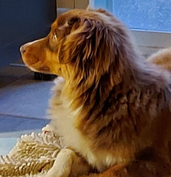 Teddy