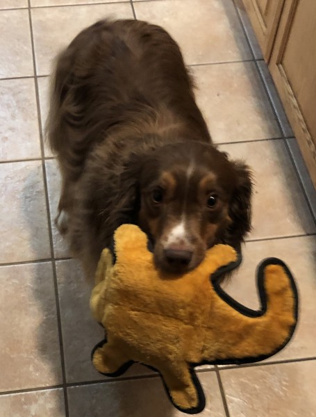 Teddy