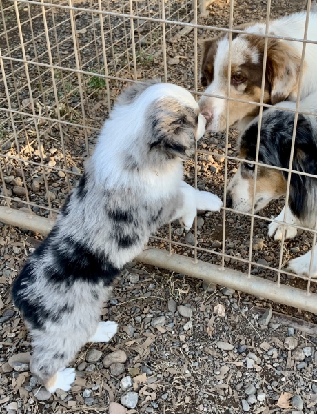6 weeks old