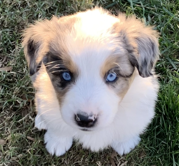6 weeks old