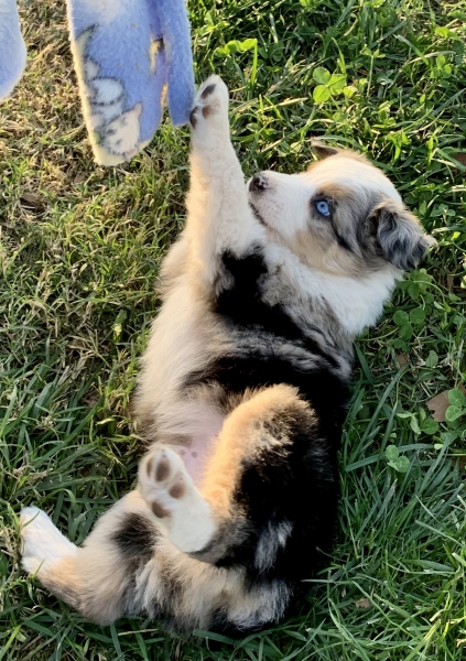 6 weeks old