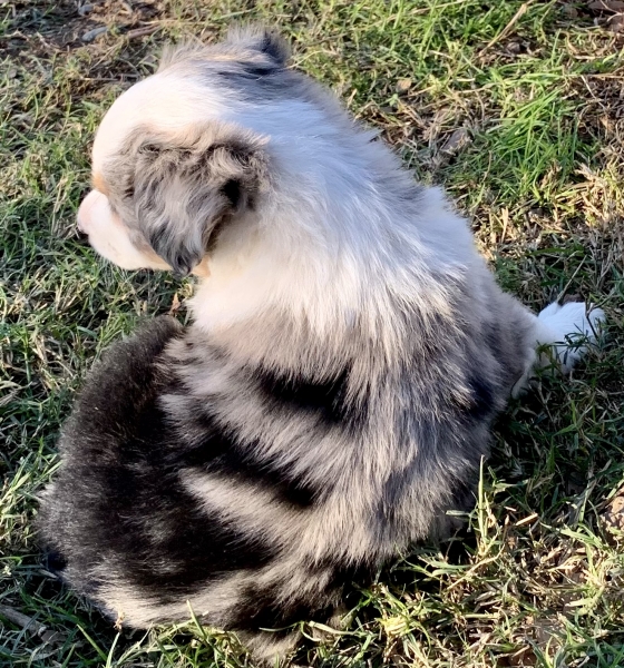 6 weeks old