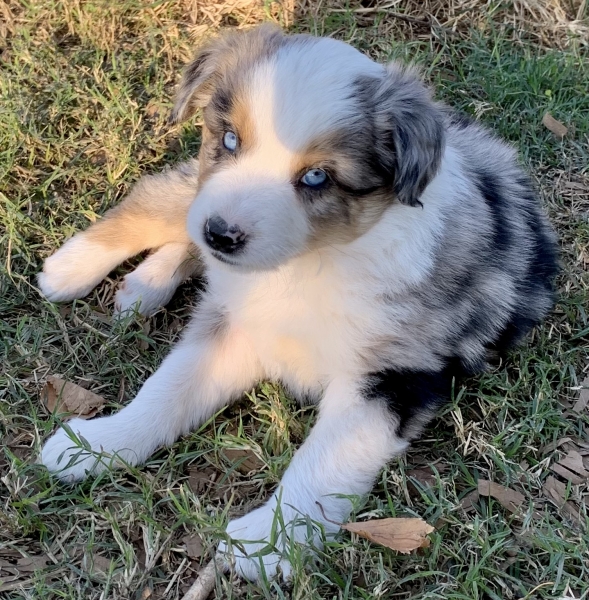 6 weeks old