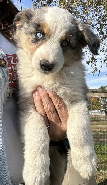 8 weeks old; 8.3 lb