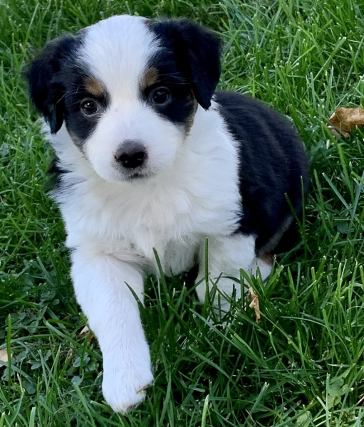6 weeks old