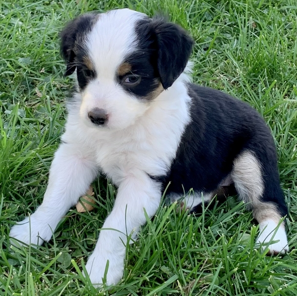 6 weeks old