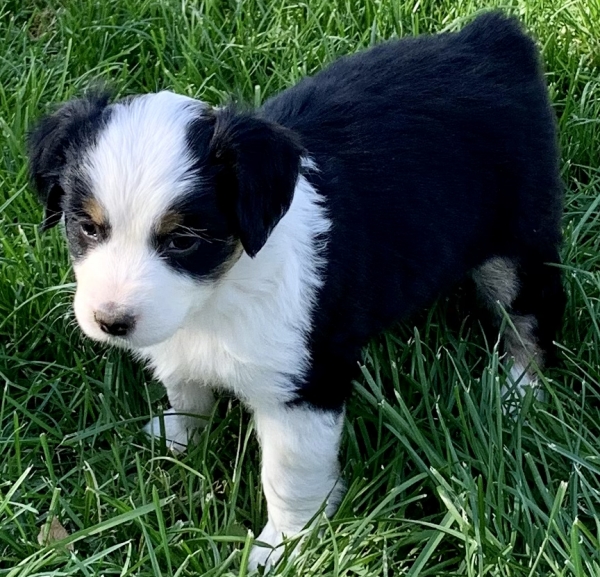 6 weeks old