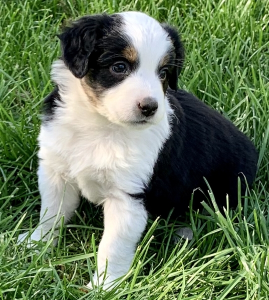 6 weeks old