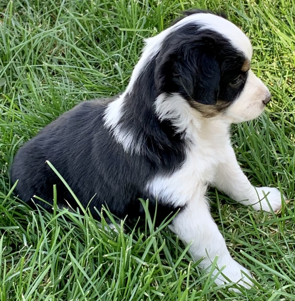 6 weeks old