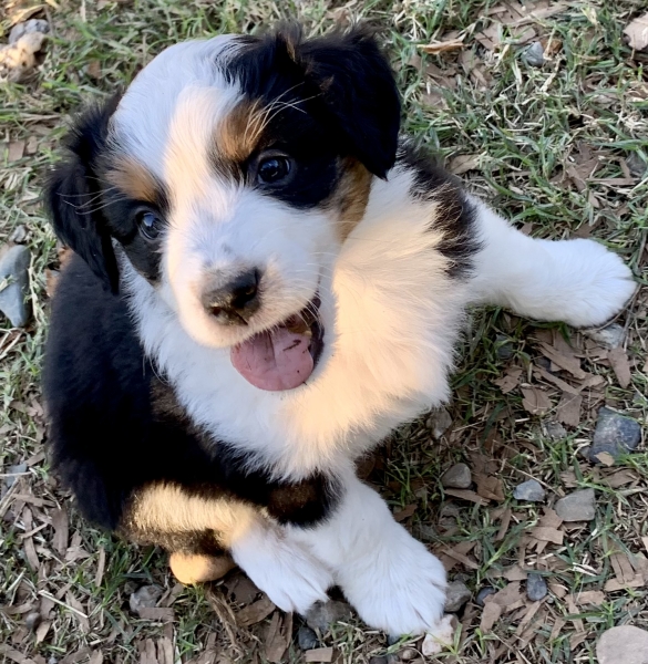 6 weeks old