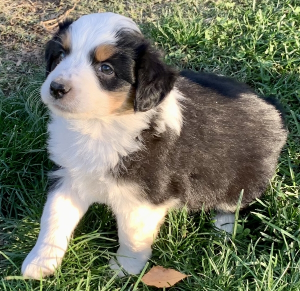 6 weeks old