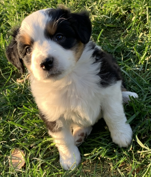 6 weeks old