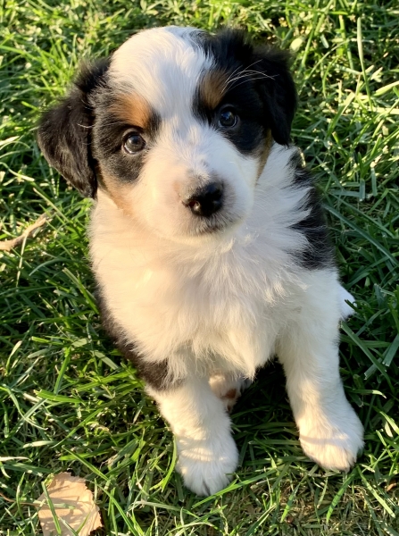6 weeks old