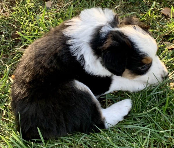 6 weeks old