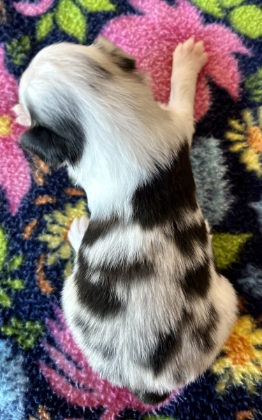 3 weeks old