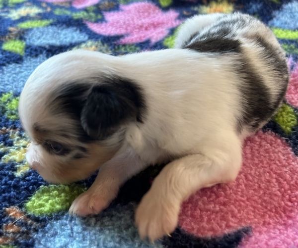 3 weeks old