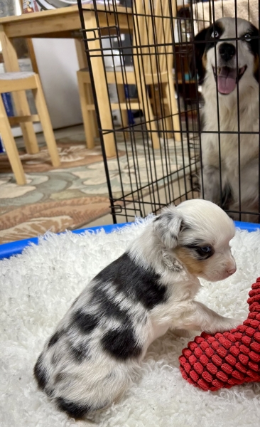 5 weeks old