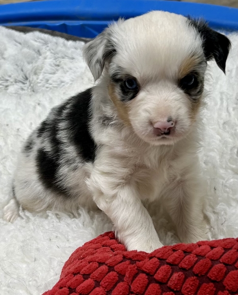 5 weeks old