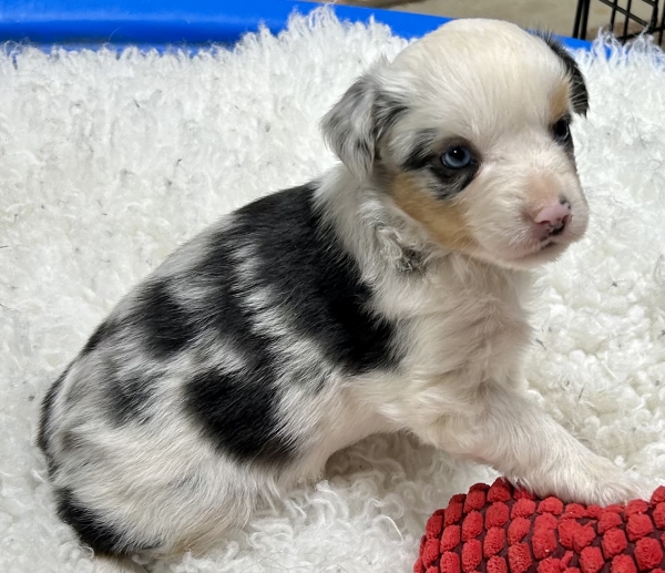 5 weeks old