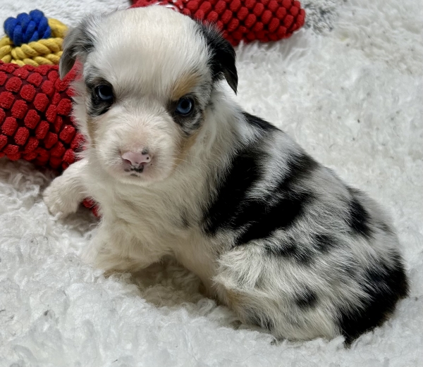 5 weeks old