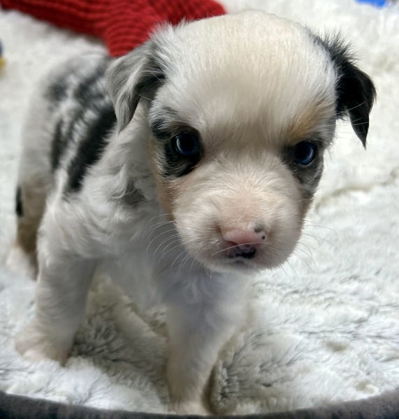 5 weeks old