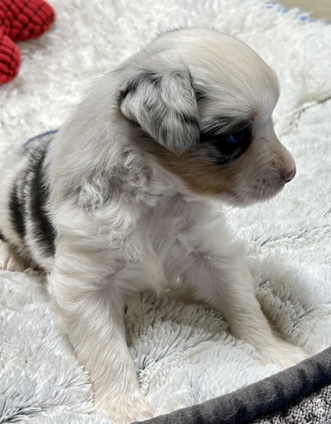 5 weeks old