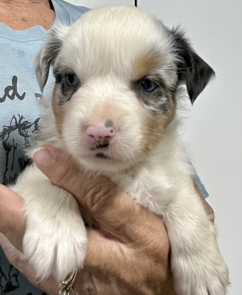 5 weeks old