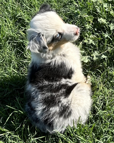 9 weeks old